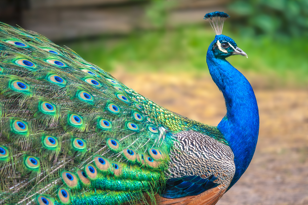 Peacock,With,Spread,Wings,In,Profile.