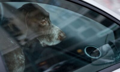 Dog in car, unhappy